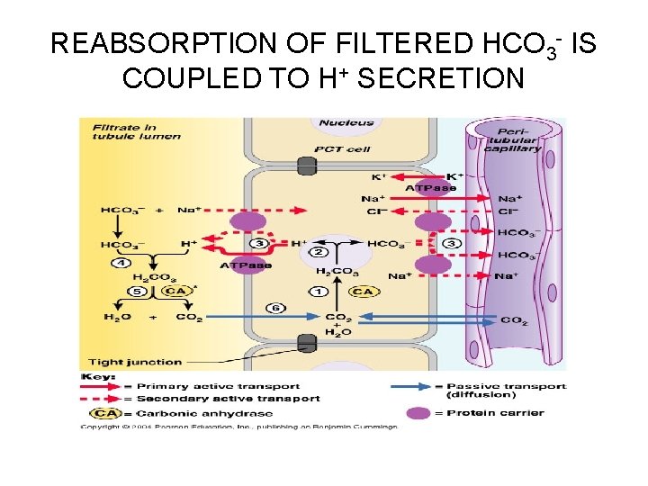 REABSORPTION OF FILTERED HCO 3 - IS COUPLED TO H+ SECRETION 