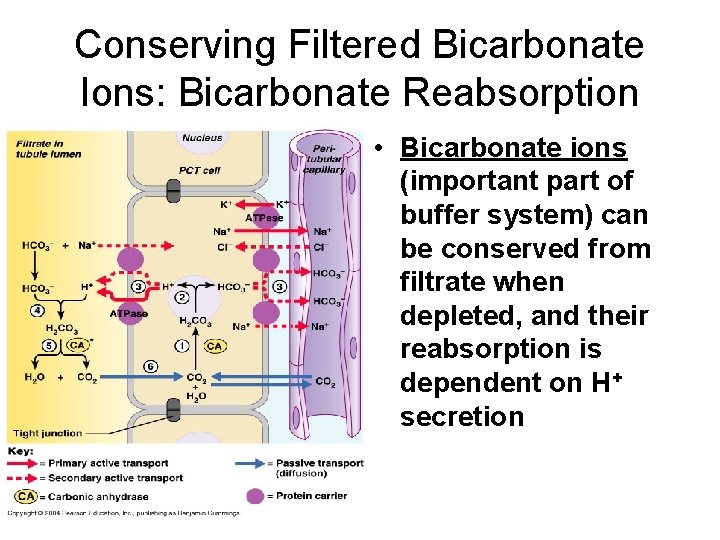 Conserving Filtered Bicarbonate Ions: Bicarbonate Reabsorption • Bicarbonate ions (important part of buffer system)