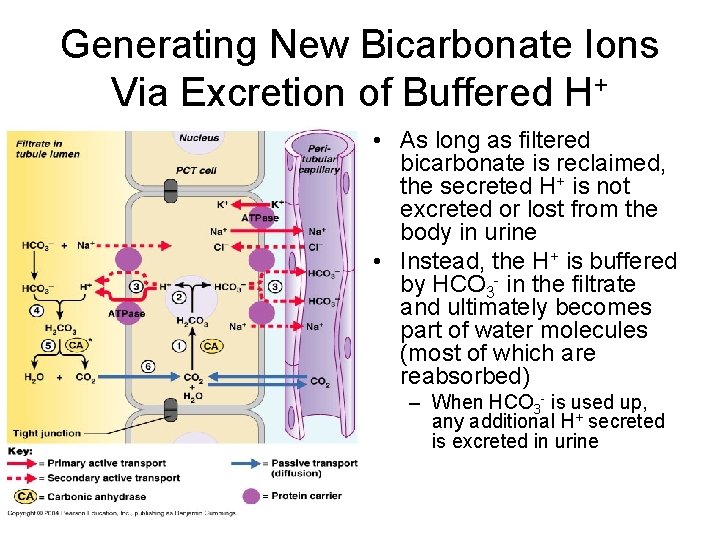 Generating New Bicarbonate Ions Via Excretion of Buffered H+ • As long as filtered