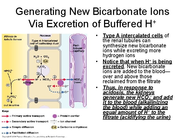 Generating New Bicarbonate Ions Via Excretion of Buffered H+ • Type A intercalated cells