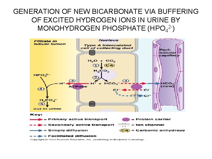 GENERATION OF NEW BICARBONATE VIA BUFFERING OF EXCITED HYDROGEN IONS IN URINE BY MONOHYDROGEN