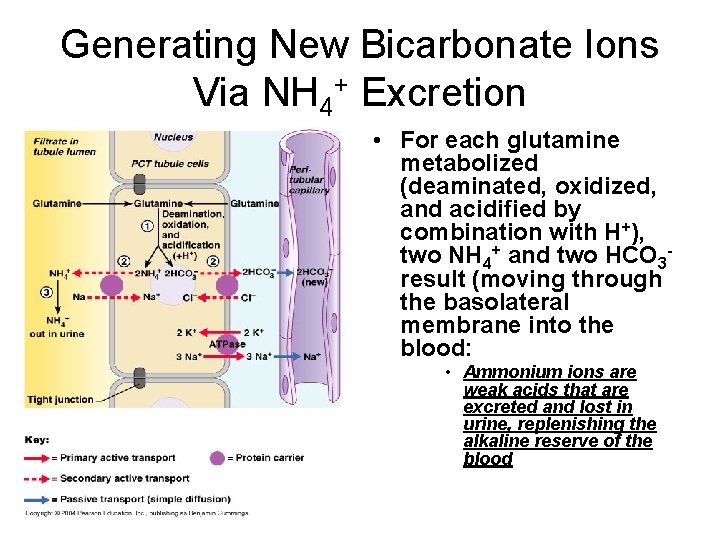 Generating New Bicarbonate Ions Via NH 4+ Excretion • For each glutamine metabolized (deaminated,