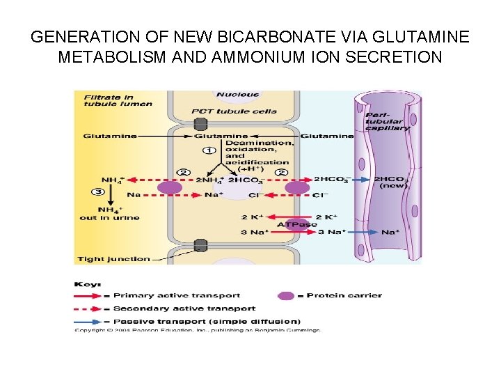 GENERATION OF NEW BICARBONATE VIA GLUTAMINE METABOLISM AND AMMONIUM ION SECRETION 