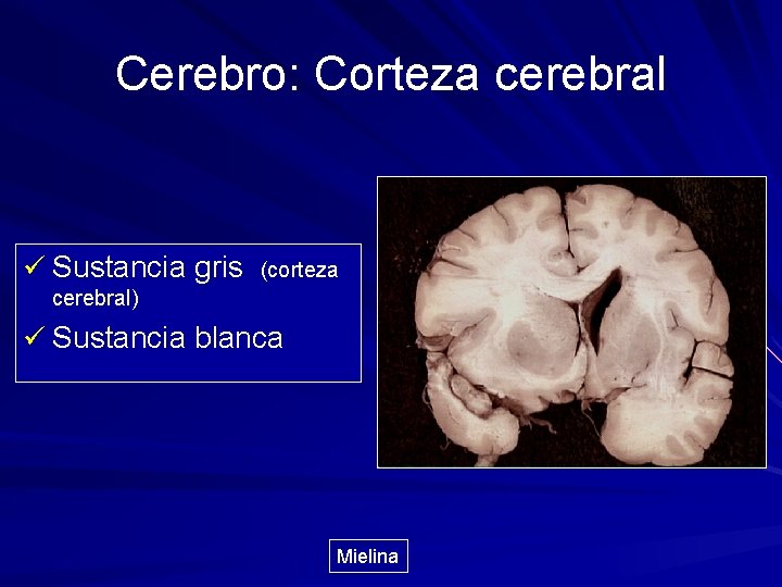 Cerebro: Corteza cerebral ü Sustancia gris (corteza cerebral) ü Sustancia blanca Mielina 