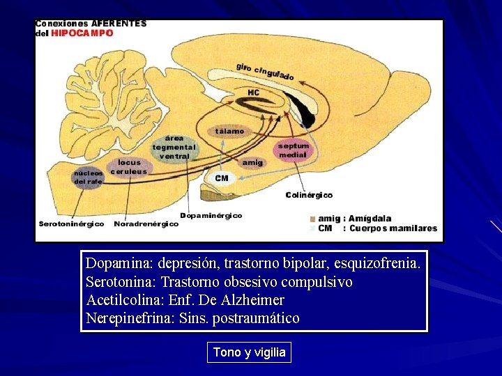 Dopamina: depresión, trastorno bipolar, esquizofrenia. Serotonina: Trastorno obsesivo compulsivo Acetilcolina: Enf. De Alzheimer Nerepinefrina: