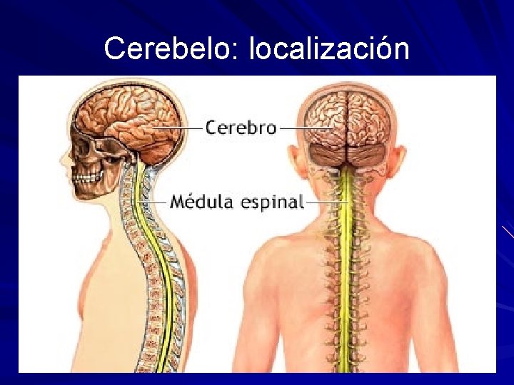 Cerebelo: localización 