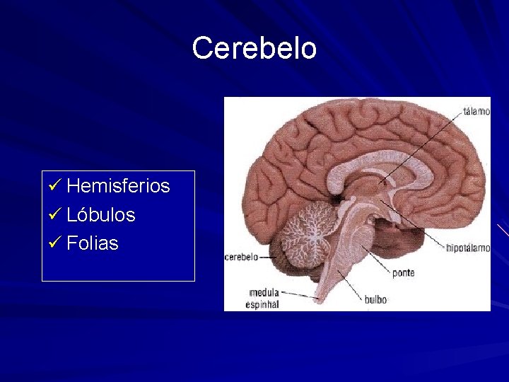 Cerebelo ü Hemisferios ü Lóbulos ü Folias 