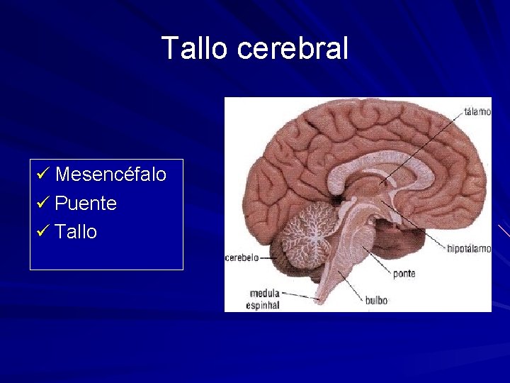 Tallo cerebral ü Mesencéfalo ü Puente ü Tallo 