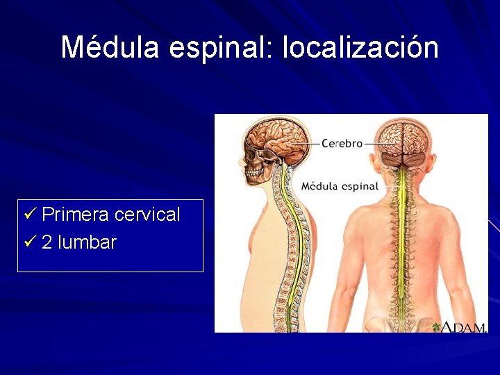 Médula espinal: localización ü Primera cervical ü 2 lumbar 