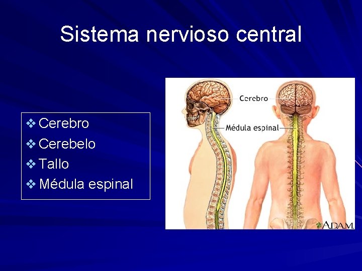 Sistema nervioso central v Cerebro v Cerebelo v Tallo v Médula espinal 