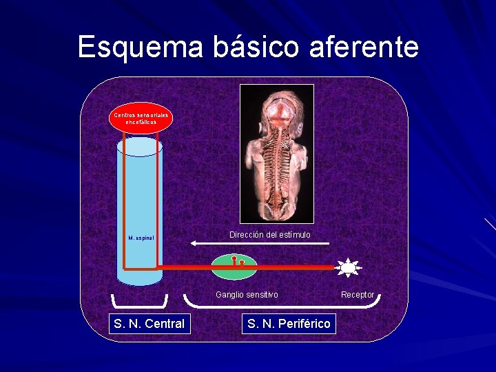 Esquema básico aferente Centros sensoriales encefálicos M. espinal Dirección del estímulo Ganglio sensitivo S.