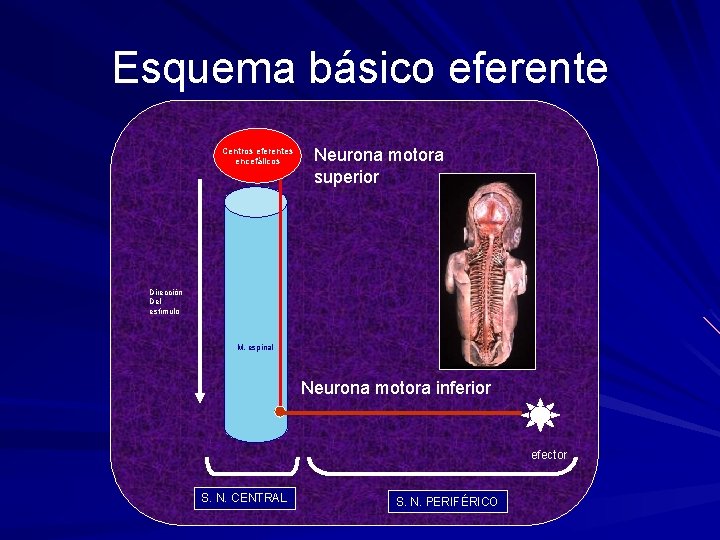 Esquema básico eferente Centros eferentes encefálicos Neurona motora superior Dirección Del estímulo M. espinal