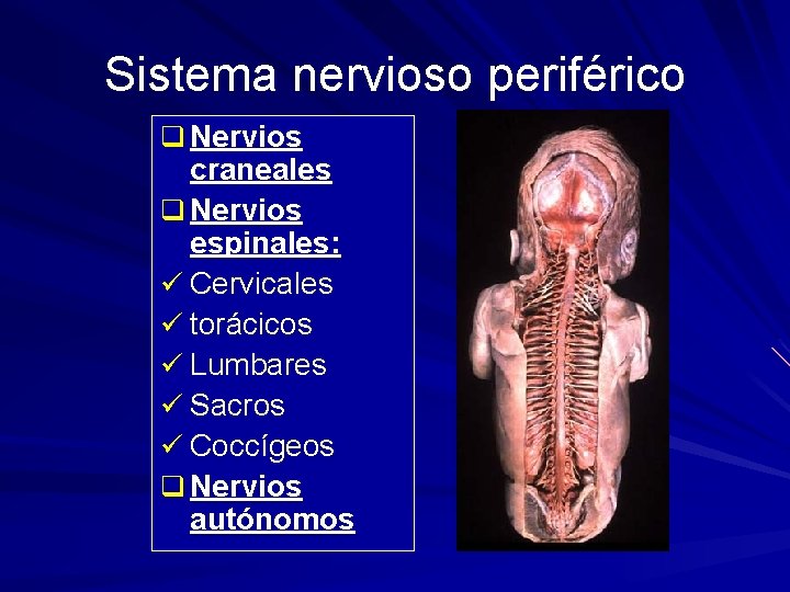 Sistema nervioso periférico q Nervios craneales q Nervios espinales: ü Cervicales ü torácicos ü