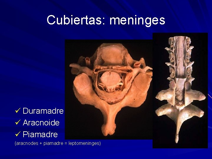 Cubiertas: meninges ü Duramadre ü Aracnoide ü Piamadre (aracnodes + piamadre = leptomeninges) 