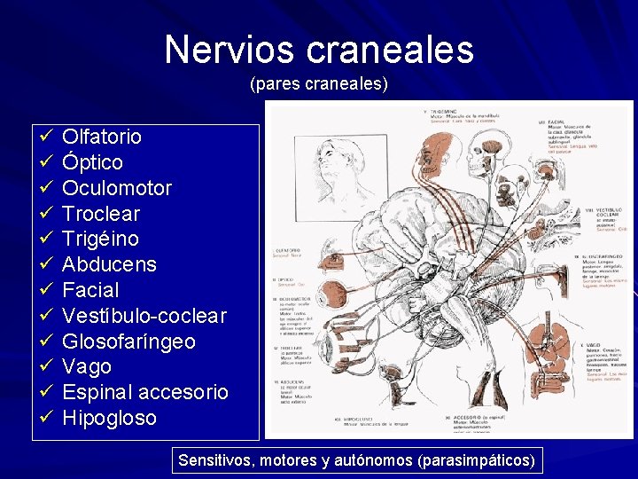 Nervios craneales (pares craneales) ü ü ü Olfatorio Óptico Oculomotor Troclear Trigéino Abducens Facial