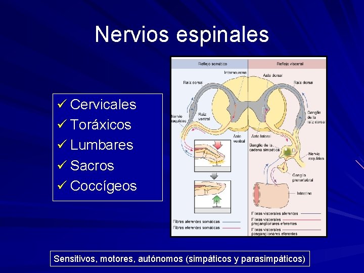 Nervios espinales ü Cervicales ü Toráxicos ü Lumbares ü Sacros ü Coccígeos Sensitivos, motores,