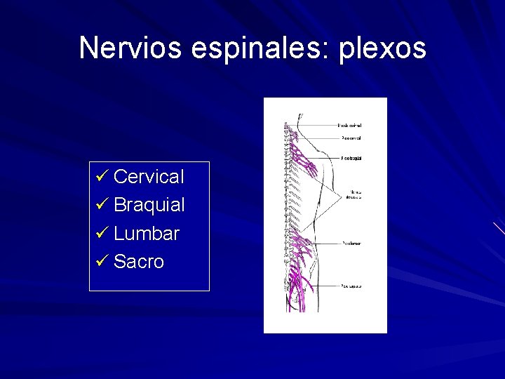 Nervios espinales: plexos ü Cervical ü Braquial ü Lumbar ü Sacro 