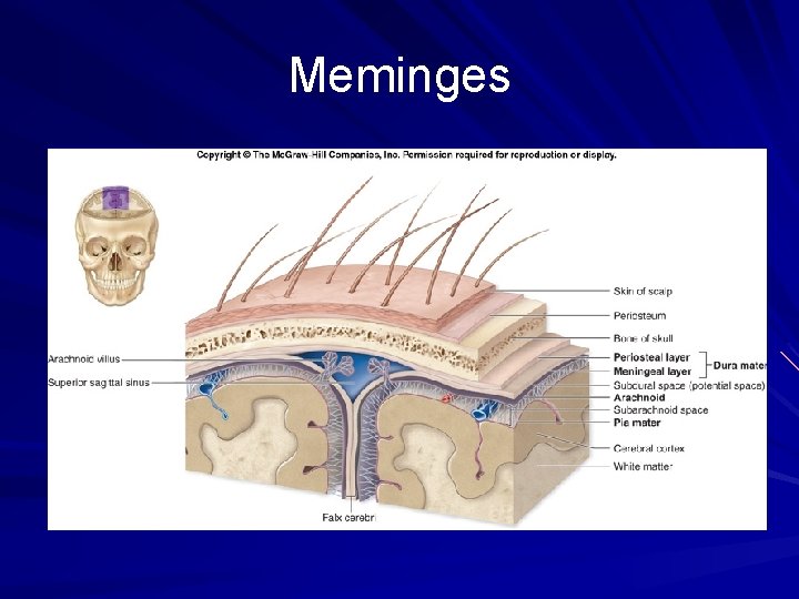 Meminges 