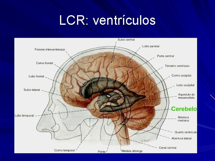 LCR: ventrículos 