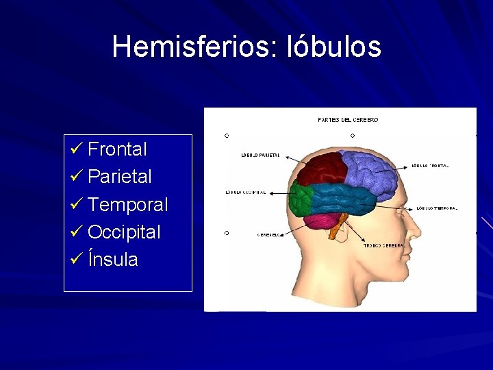 Hemisferios: lóbulos ü Frontal ü Parietal ü Temporal ü Occipital ü Ínsula 