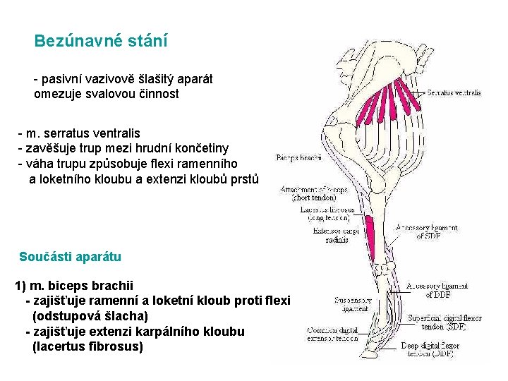 Bezúnavné stání - pasivní vazivově šlašitý aparát omezuje svalovou činnost - m. serratus ventralis