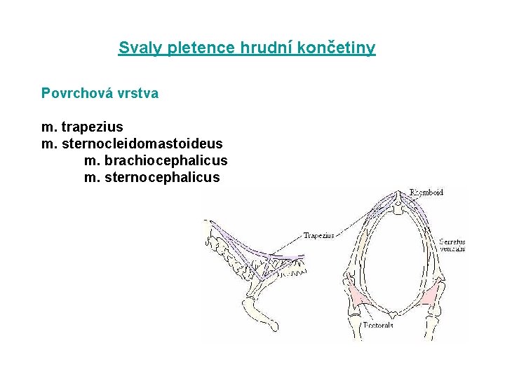 Svaly pletence hrudní končetiny Povrchová vrstva m. trapezius m. sternocleidomastoideus m. brachiocephalicus m. sternocephalicus