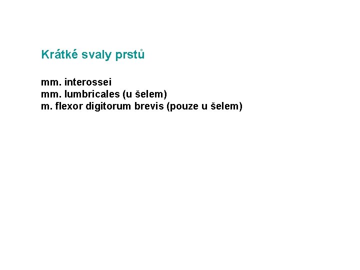 Krátké svaly prstů mm. interossei mm. lumbricales (u šelem) m. flexor digitorum brevis (pouze