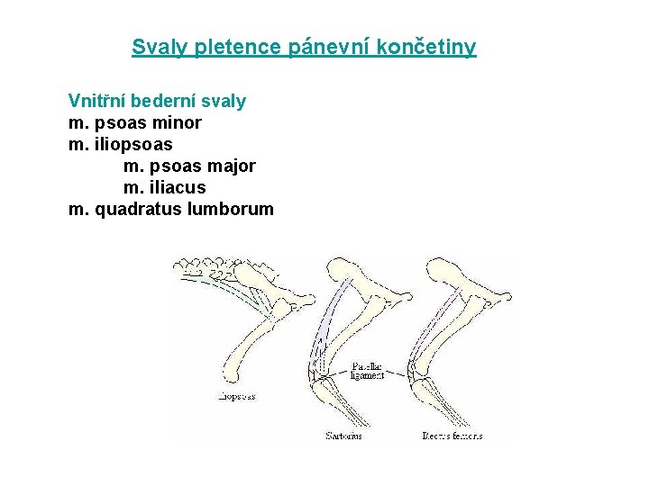 Svaly pletence pánevní končetiny Vnitřní bederní svaly m. psoas minor m. iliopsoas major m.