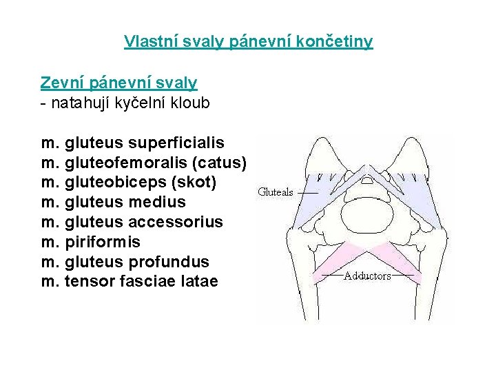 Vlastní svaly pánevní končetiny Zevní pánevní svaly - natahují kyčelní kloub m. gluteus superficialis