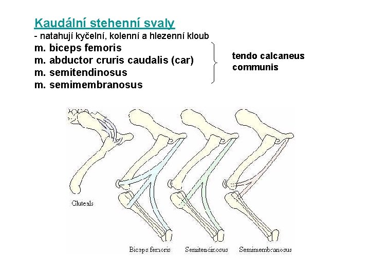 Kaudální stehenní svaly - natahují kyčelní, kolenní a hlezenní kloub m. biceps femoris m.