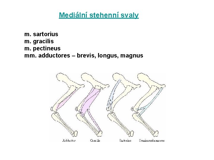 Mediální stehenní svaly m. sartorius m. gracilis m. pectineus mm. adductores – brevis, longus,