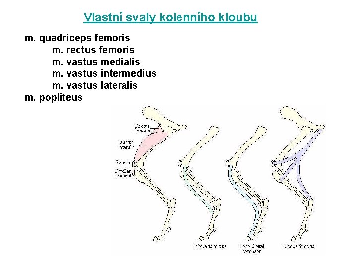 Vlastní svaly kolenního kloubu m. quadriceps femoris m. rectus femoris m. vastus medialis m.