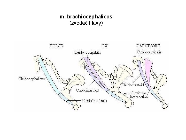 m. brachiocephalicus (zvedač hlavy) 