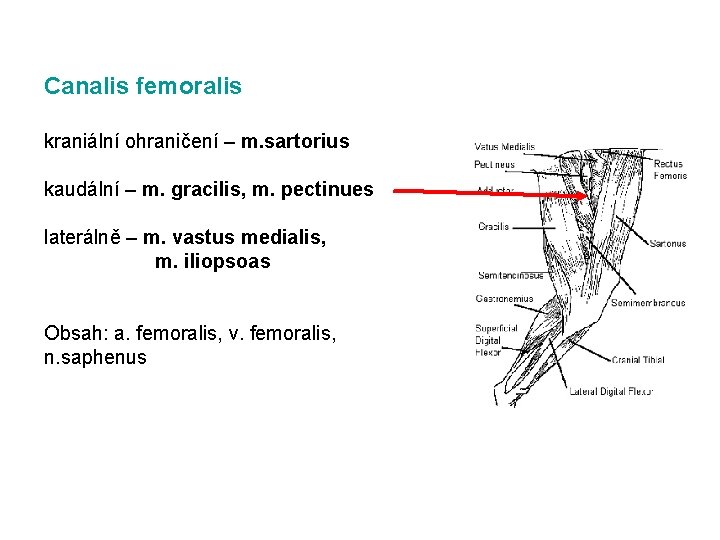 Canalis femoralis kraniální ohraničení – m. sartorius kaudální – m. gracilis, m. pectinues laterálně