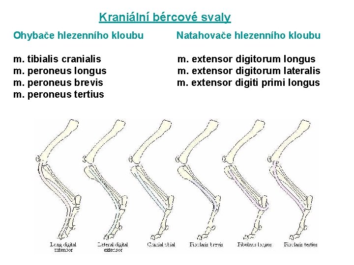 Kraniální bércové svaly Ohybače hlezenního kloubu Natahovače hlezenního kloubu m. tibialis cranialis m. peroneus