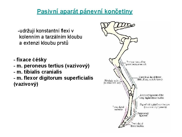 Pasivní aparát pánevní končetiny -udržují konstantní flexi v kolenním a tarzálním kloubu a extenzi