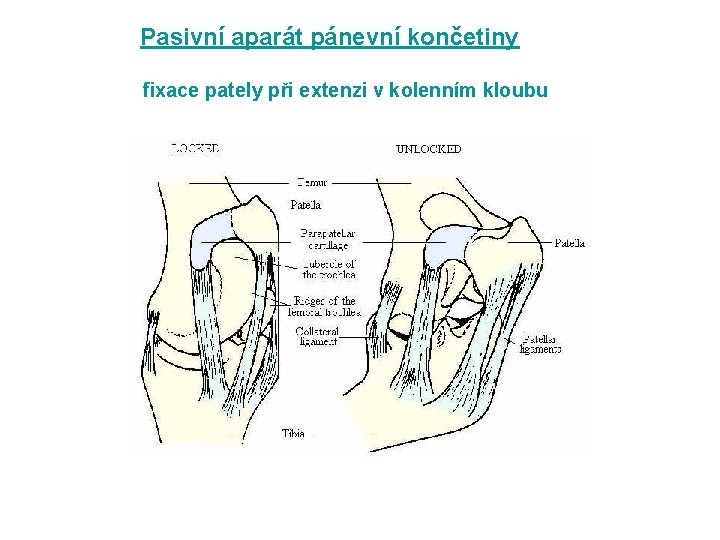 Pasivní aparát pánevní končetiny fixace pately při extenzi v kolenním kloubu 