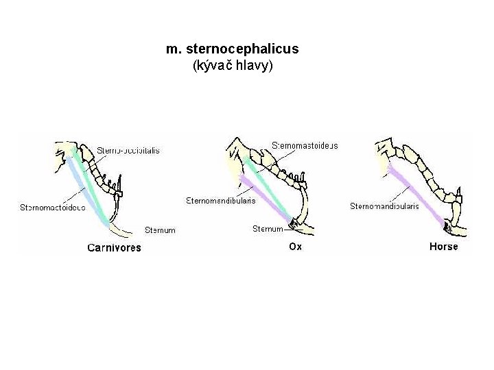 m. sternocephalicus (kývač hlavy) 