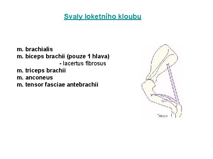 Svaly loketního kloubu m. brachialis m. biceps brachii (pouze 1 hlava) - lacertus fibrosus