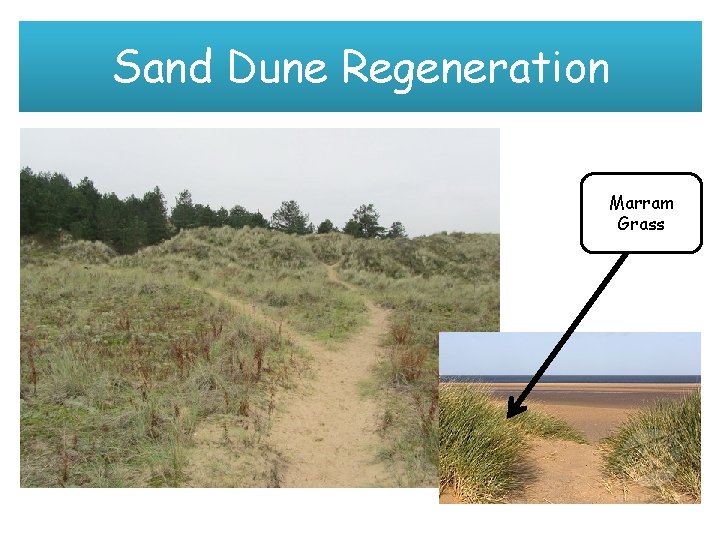 Sand Dune Regeneration Marram Grass 