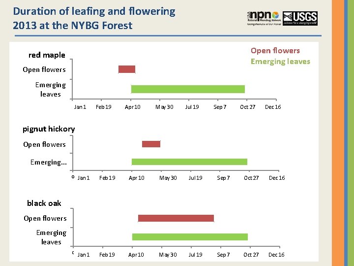 Duration of leafing and flowering 2013 at the NYBG Forest Open flowers Emerging leaves