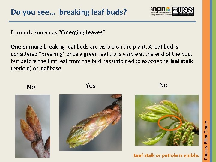 Do you see… breaking leaf buds? Formerly known as “Emerging Leaves” One or more