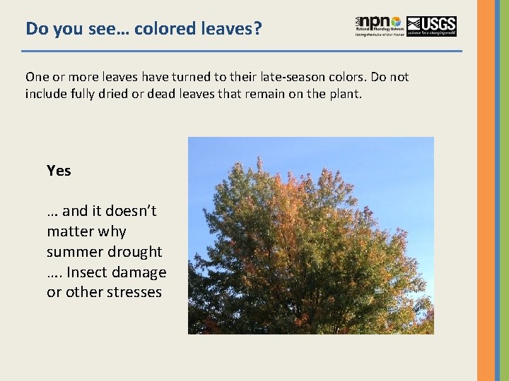 Do you see… colored leaves? One or more leaves have turned to their late-season