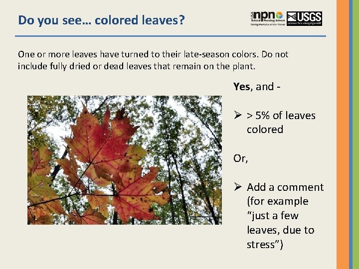 Do you see… colored leaves? One or more leaves have turned to their late-season