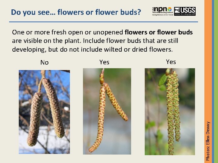 Do you see… flowers or flower buds? One or more fresh open or unopened