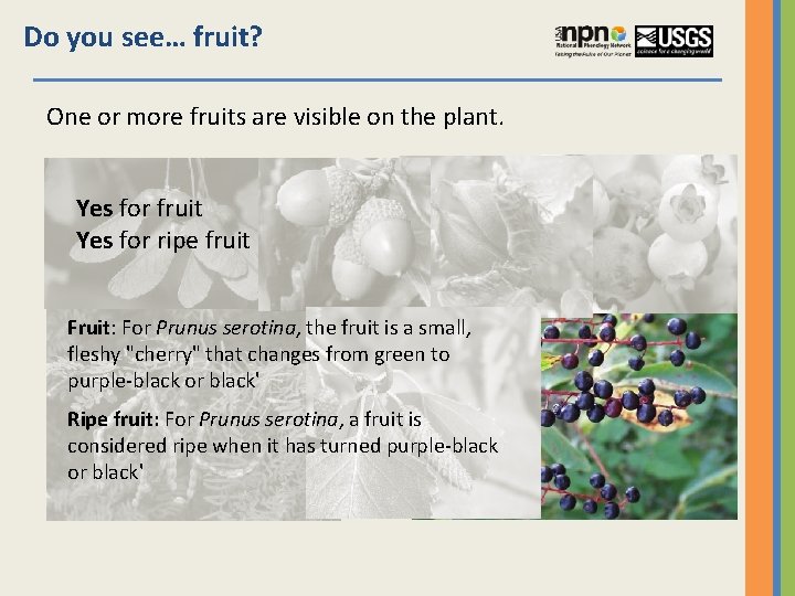 Do you see… fruit? One or more fruits are visible on the plant. Yes