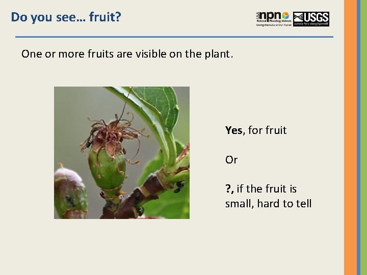 Do you see… fruit? One or more fruits are visible on the plant. Yes,