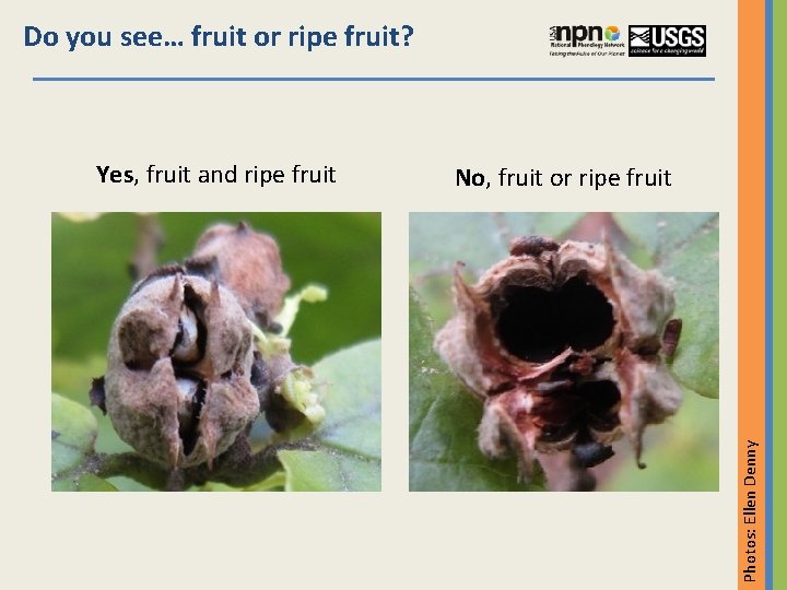 Do you see… fruit or ripe fruit? No, fruit or ripe fruit Photos: Ellen