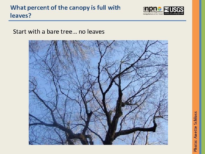 What percent of the canopy is full with leaves? Photo: Anette Schloss Start with