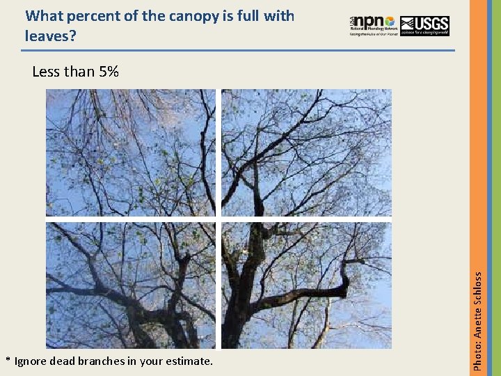 What percent of the canopy is full with leaves? * Ignore dead branches in